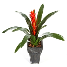 Planten & Struiken